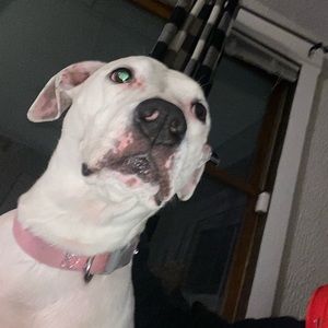 Meet your Posher, Cameron